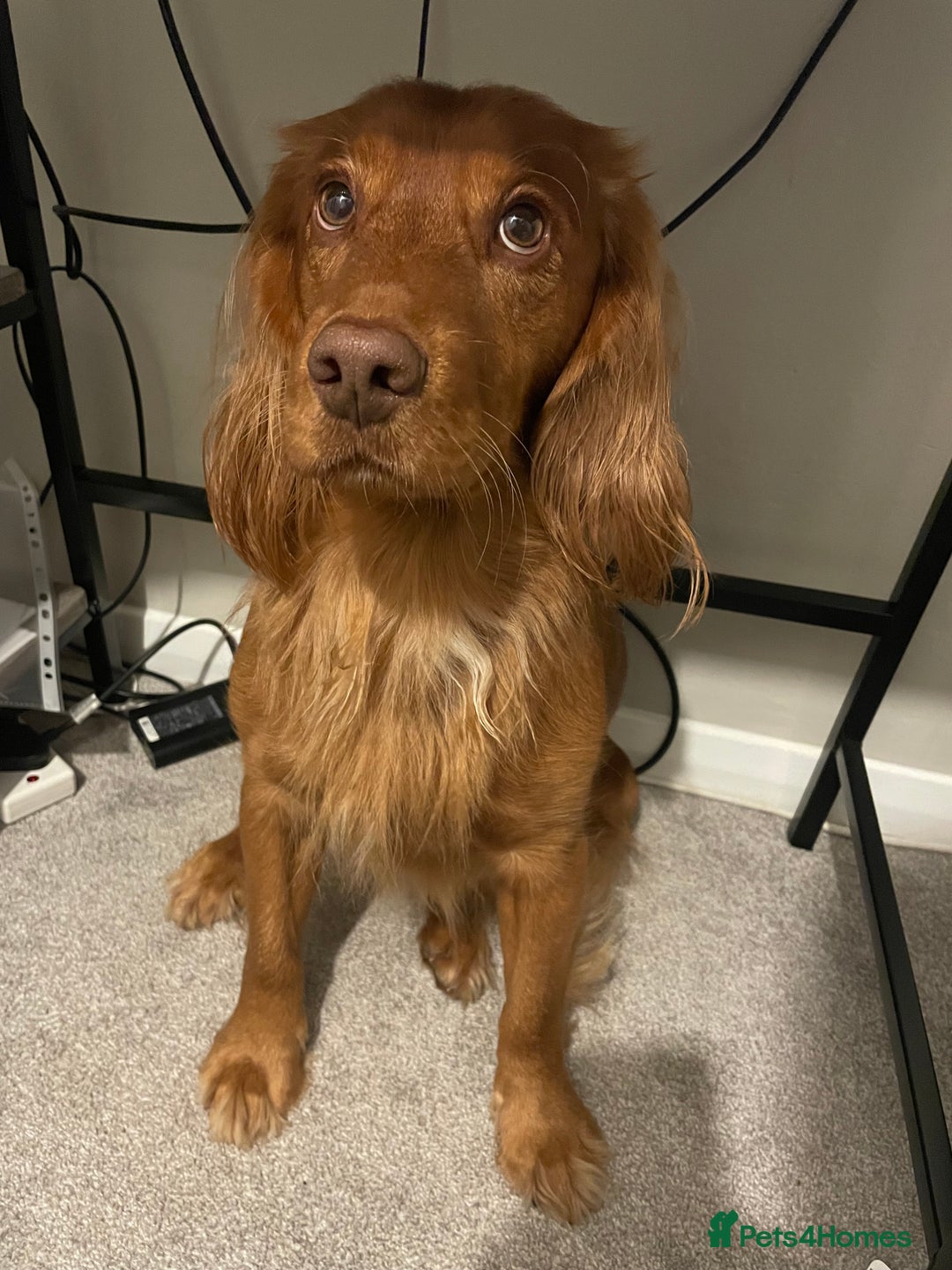 Cocker Spaniel dogs for stud: Working cocker spaniel stud  - Image 20