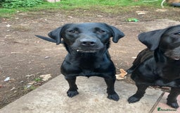 Mixed Breed dogs for sale: Stunning Work Labrador Mix  - Image 18
