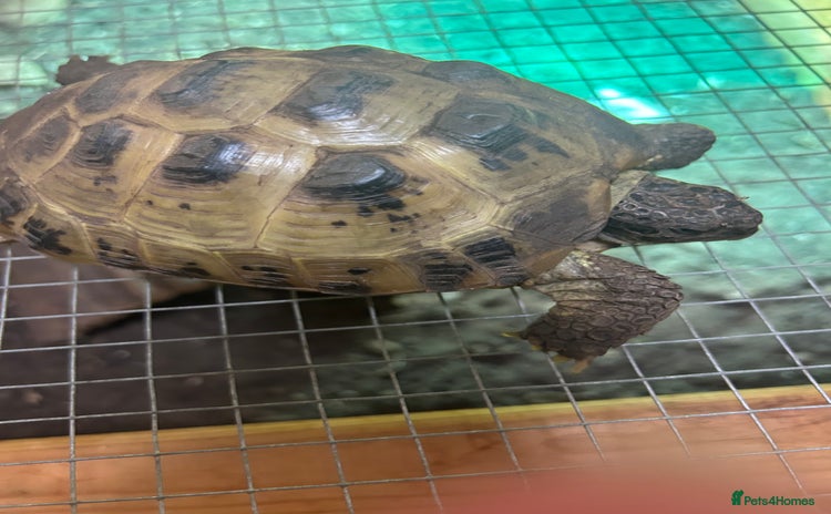 Tortoise reptiles - Advert 1