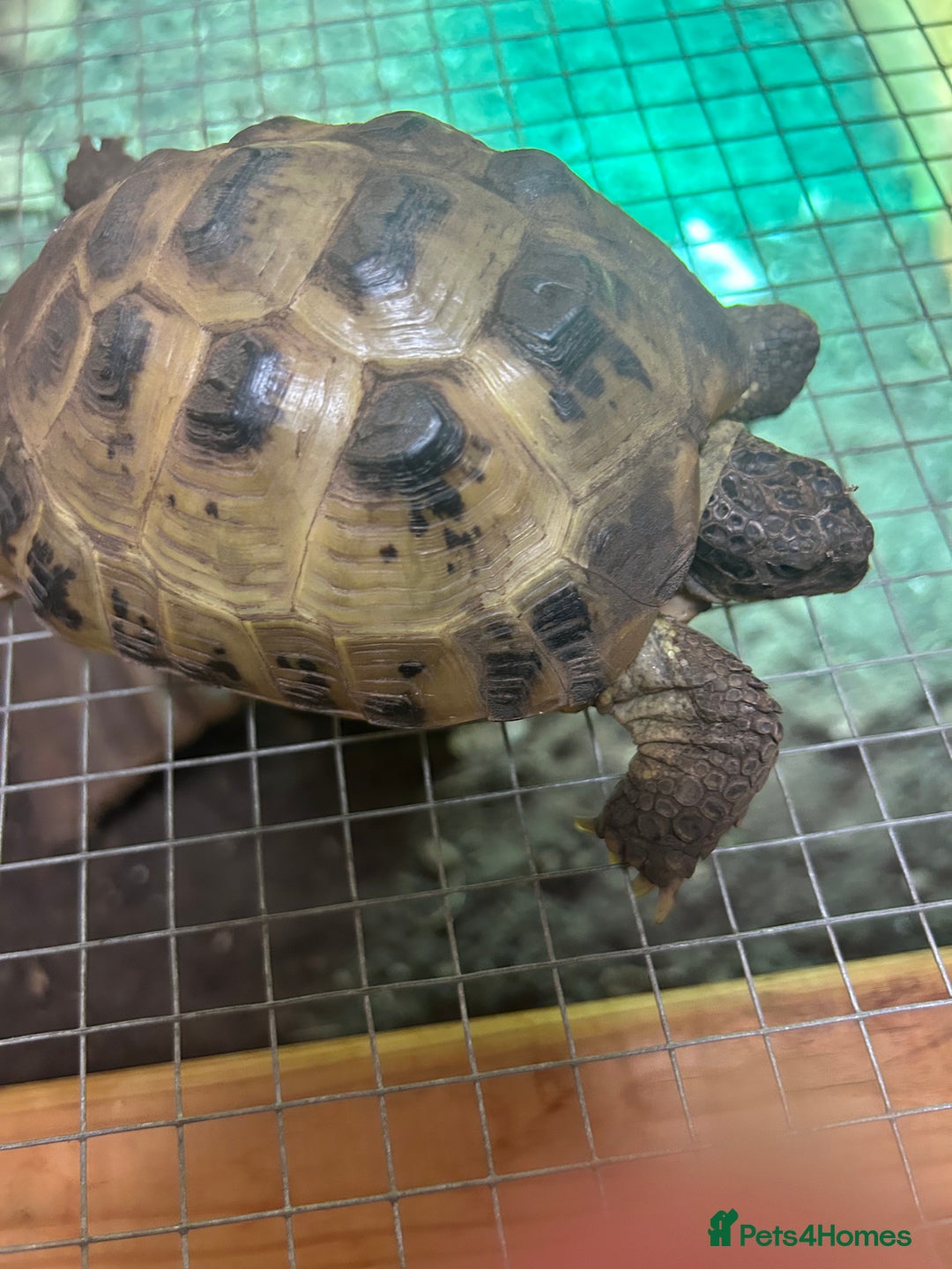 Tortoise reptiles for sale: Horsfield tortoise - Image 1