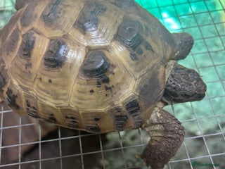 Tortoise reptiles - Advert 22