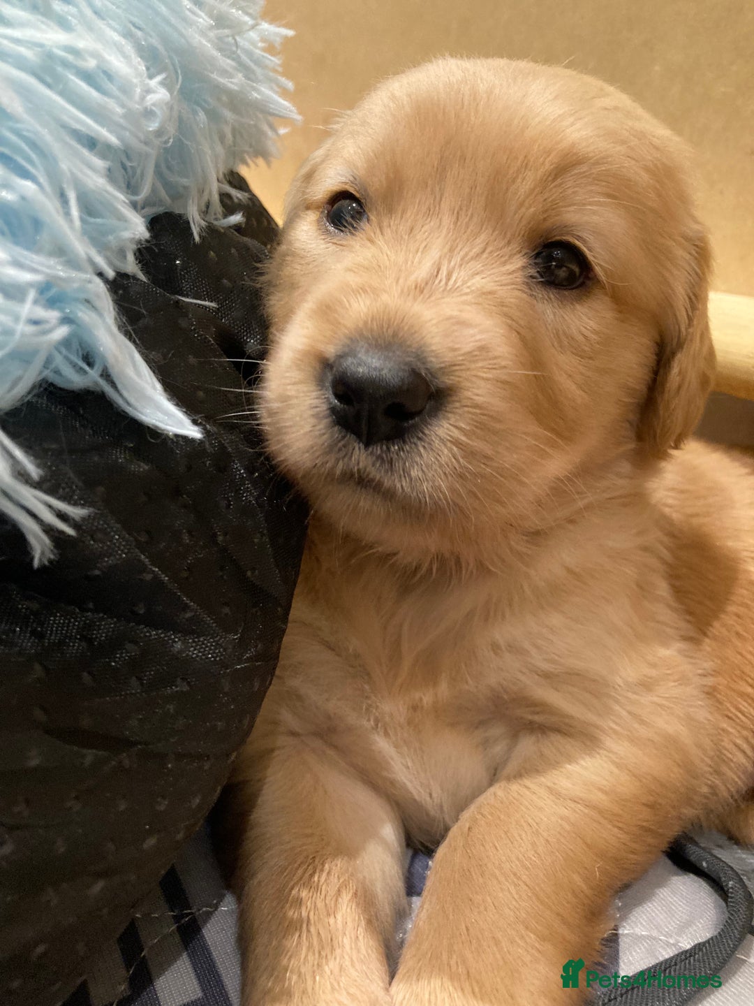 Golden Retriever dogs for sale: KC Registered Golden Retriever Puppies  - Advert 8