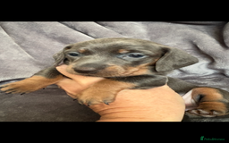 Dachshund dogs for sale: Dachshunds pups for sale - Advert 2