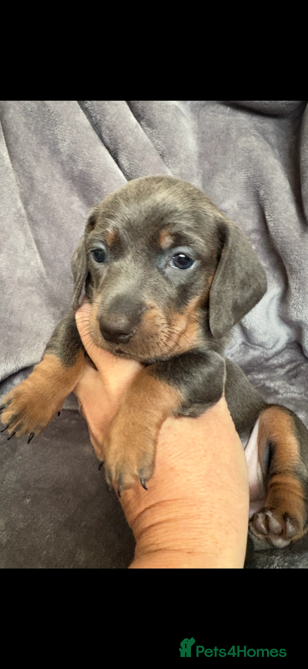 Dachshund dogs for sale: Dachshunds pups for sale - Advert 2