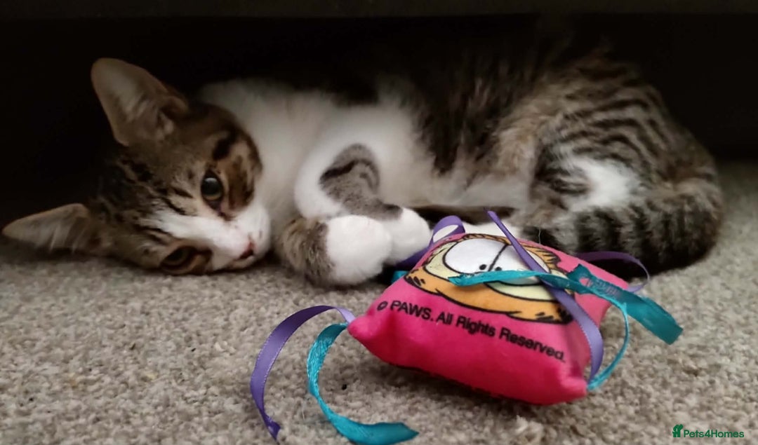 European cats for sale: Female cat  - Advert 2