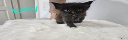Mixed Breed cats for sale: 2 stunning black kittens avilable  - Advert 4