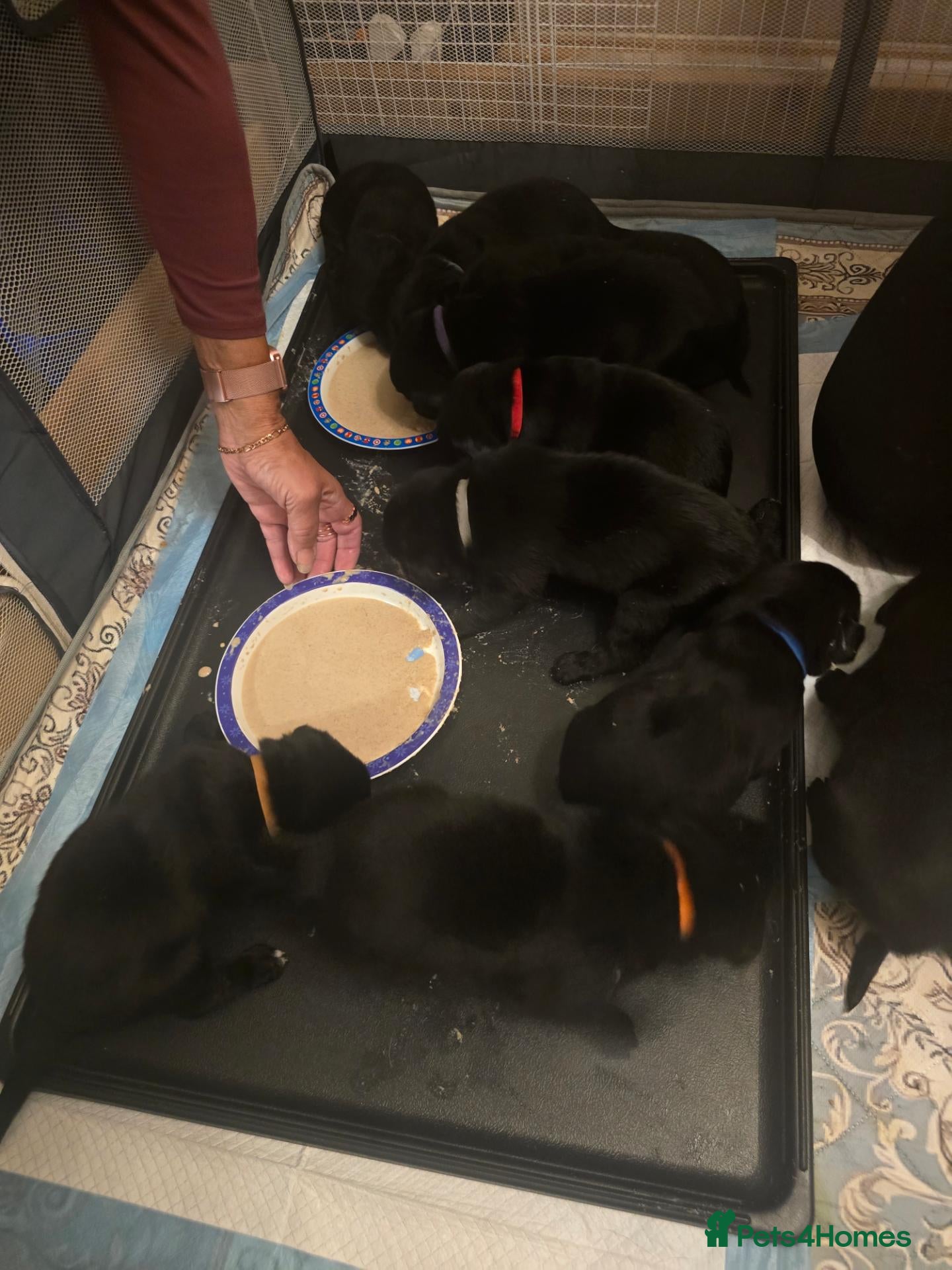 Labrador Retriever dogs Litter of 10 Lab pups - Advert 13