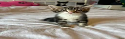 Mixed Breed cats for sale: 4 healthy kittens  - Advert 2