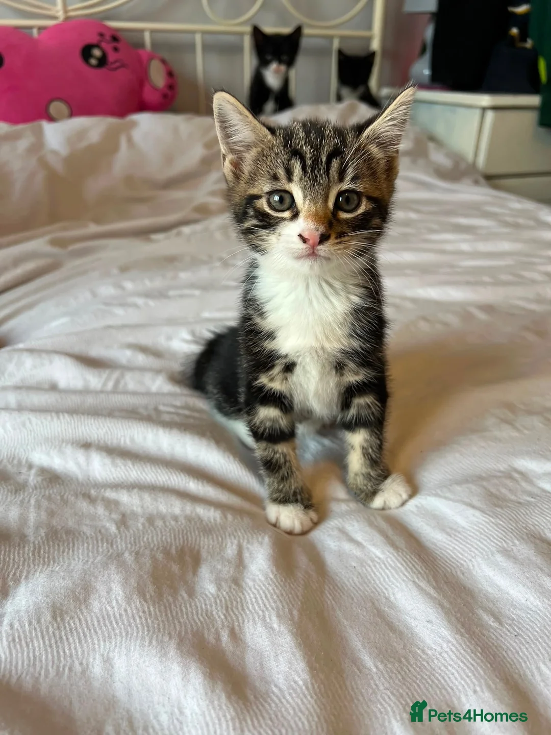 Mixed Breed cats for sale: 4 healthy kittens  - Advert 2