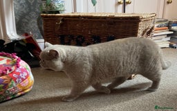 British Shorthair cats for sale:  Lilac British Shorthair Unneutered Male - Image 9