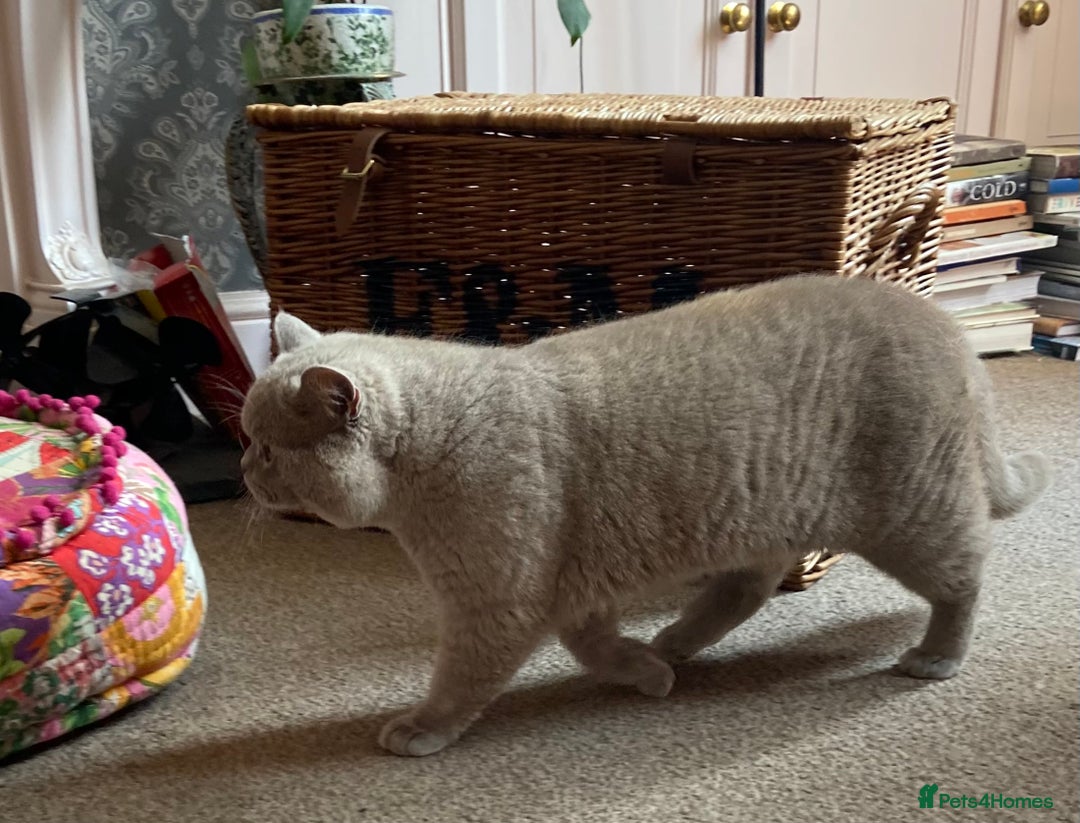 British Shorthair cats for sale:  Lilac British Shorthair Unneutered Male - Image 9