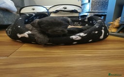 Mixed Breed dogs for sale: Little bundles of schweenie love!  - Image 12