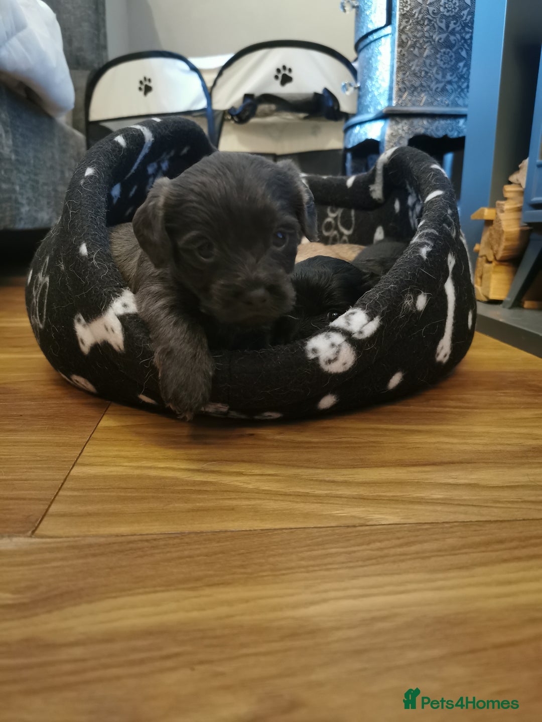 Mixed Breed dogs for sale: Little bundles of schweenie love!  - Image 12