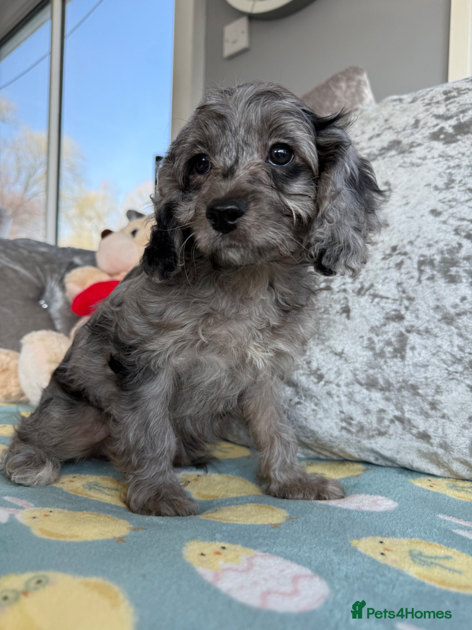 Cavapoo dogs Stunning DNA Clear Cavapoo Pups - Advert 2