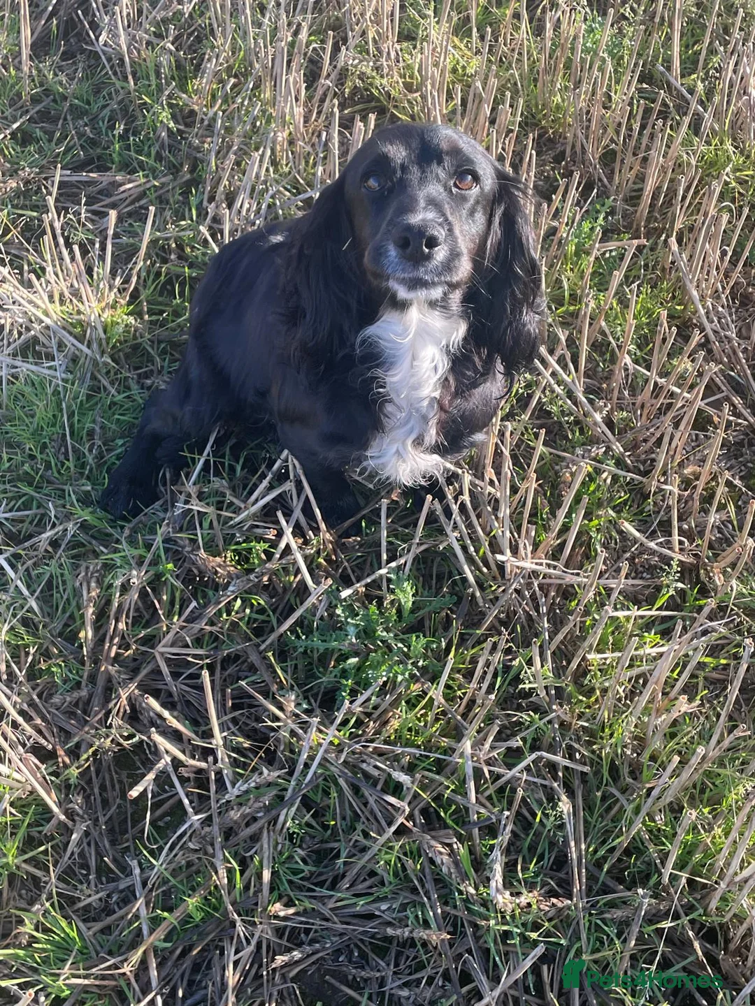 Cocker Spaniel dogs for sale: Cocker spaniel pups for sale  in Carnoustie - Advert 2