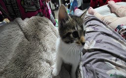 Mixed Breed cats for sale: Friendly playful kittens ready to find thier new  - Image 12