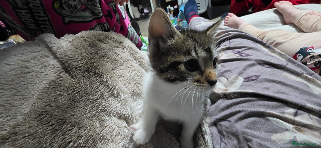 Mixed Breed cats for sale: Friendly playful kittens ready to find thier new  - Image 12