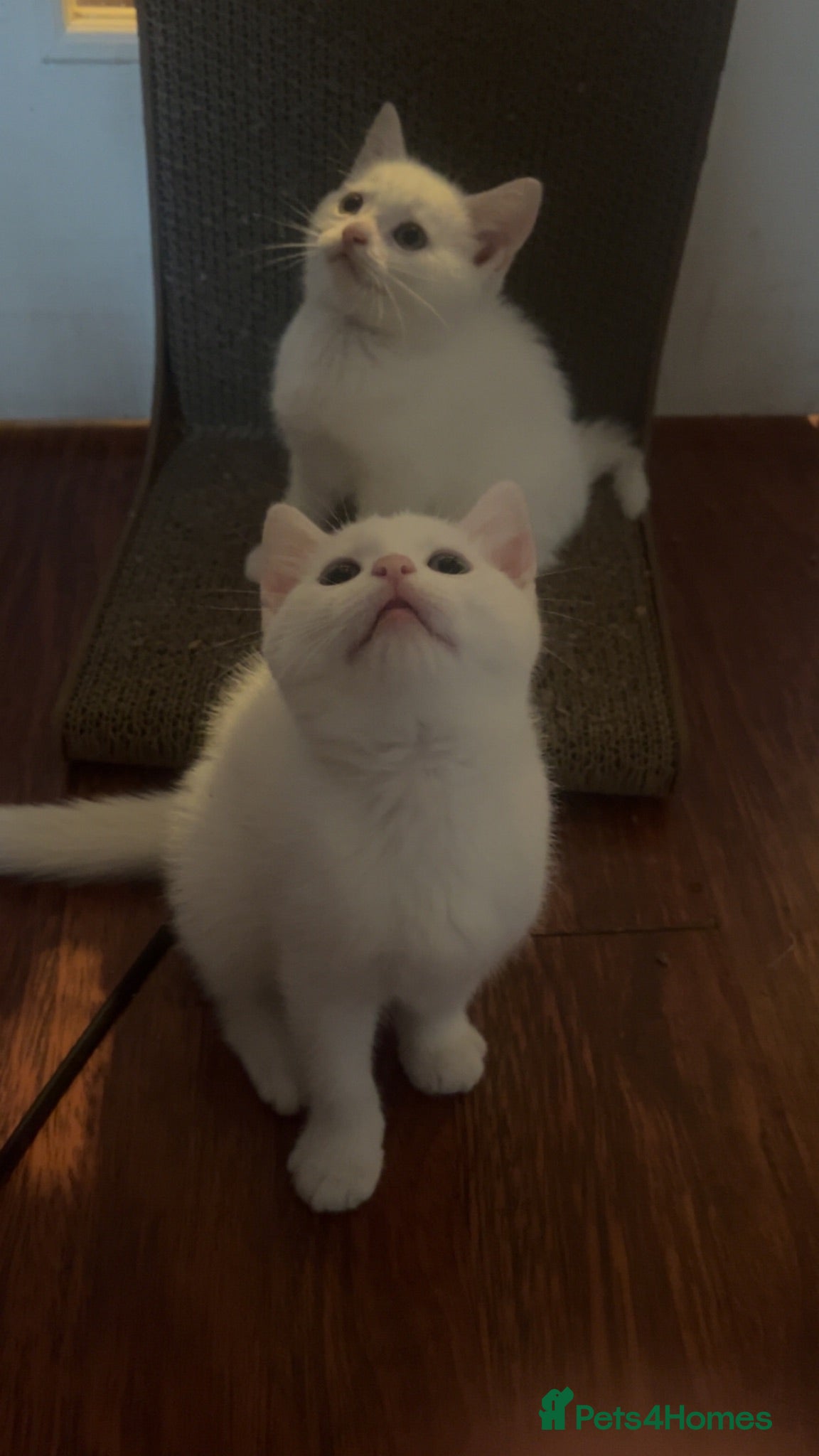 Mixed Breed cats White fluffy kitten adorable. BSH/Blue BSH mixed - Advert 1