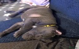 Staffordshire Bull Terrier dogs for sale: REDUCED * Kc registered Staffordshire blue terrier - Image 40