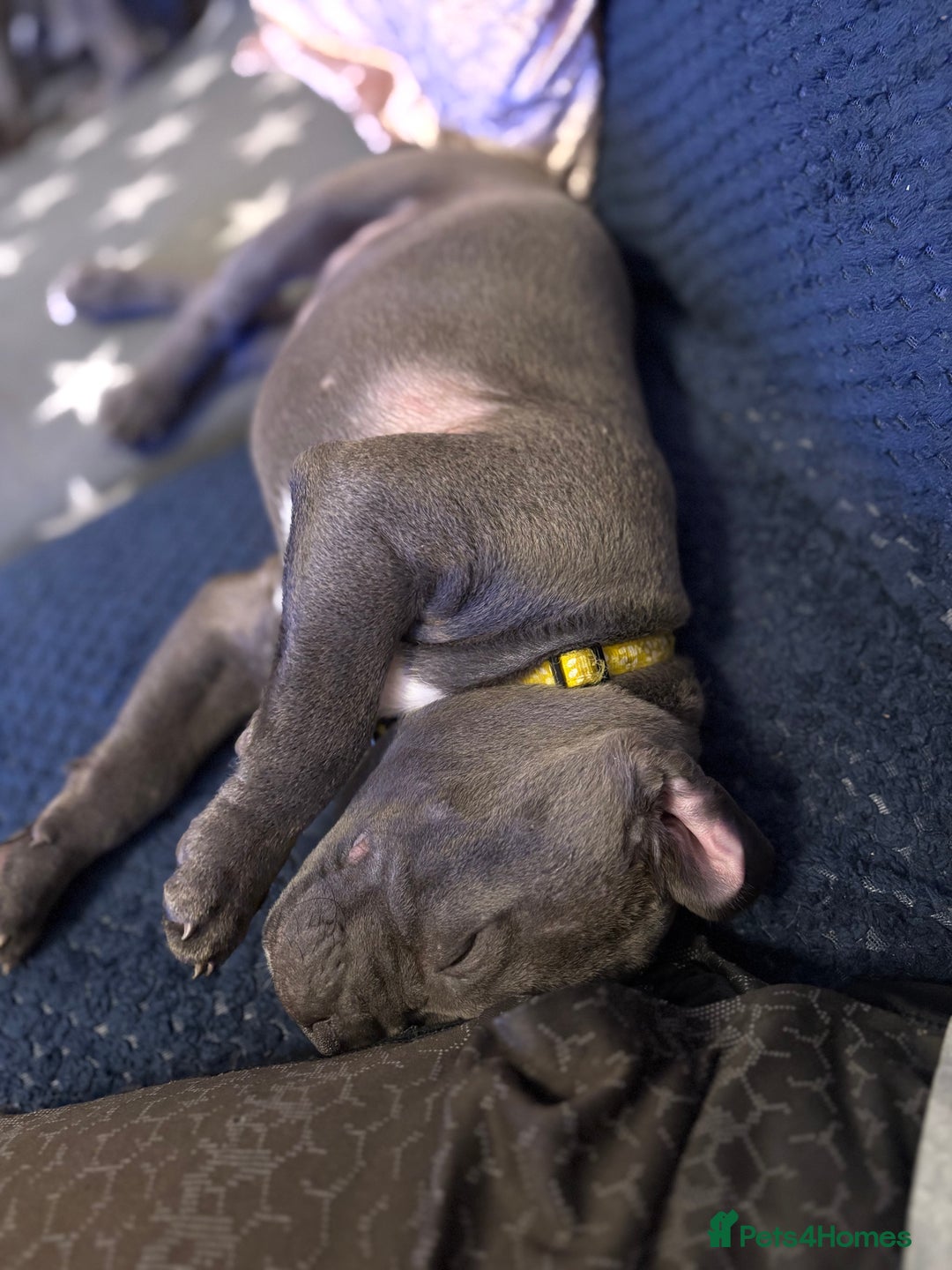 Staffordshire Bull Terrier dogs for sale: REDUCED * Kc registered Staffordshire blue terrier - Image 40