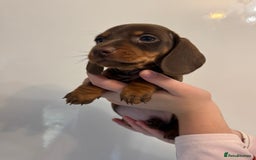 Miniature Dachshund dogs for sale: 🤩 3 Kc mini dachshund 🤩 - Advert 15
