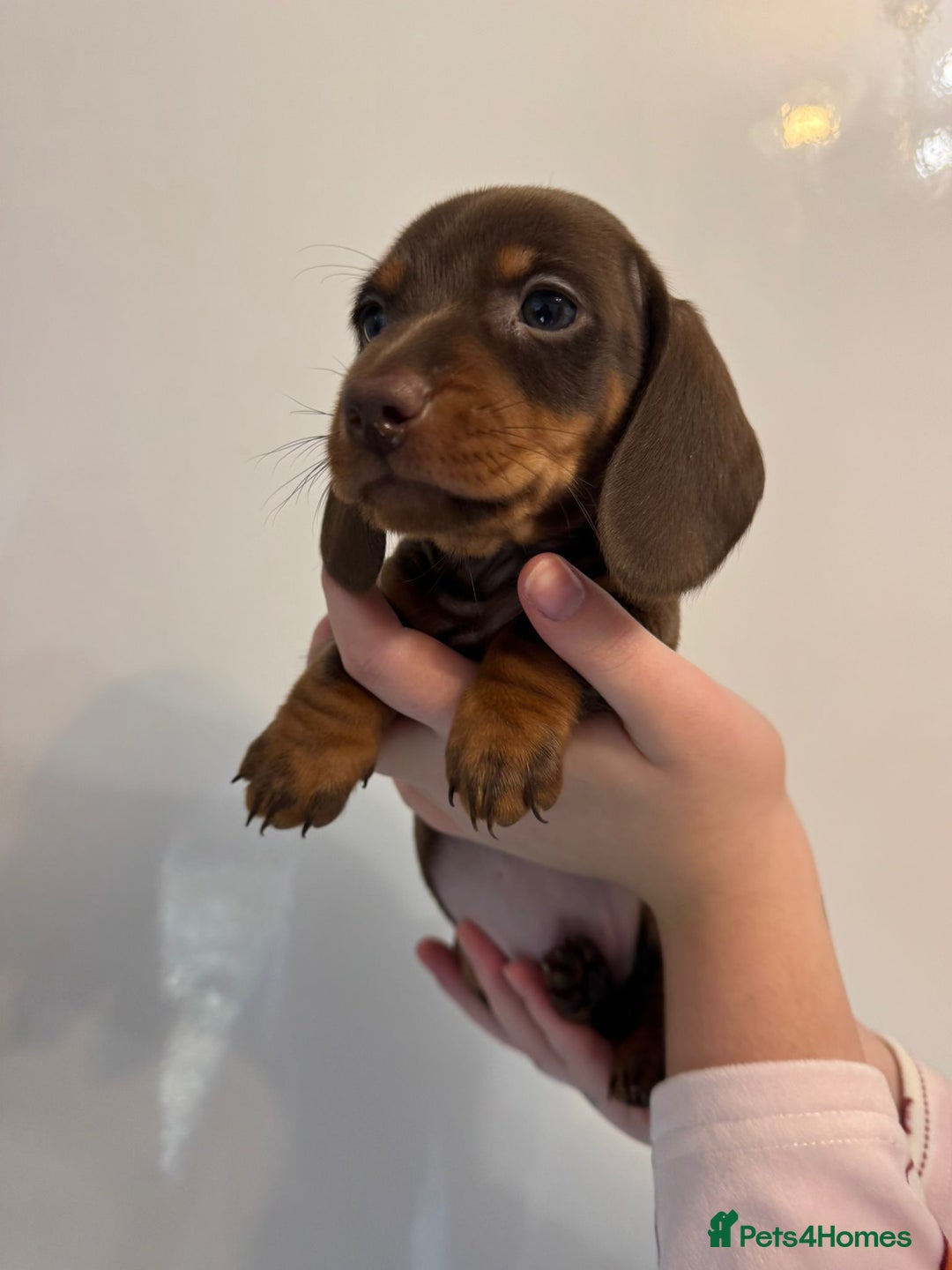 Miniature Dachshund dogs for sale: 🤩 3 Kc mini dachshund 🤩 - Advert 15