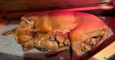 Hungarian Vizsla dogs - Advert 14