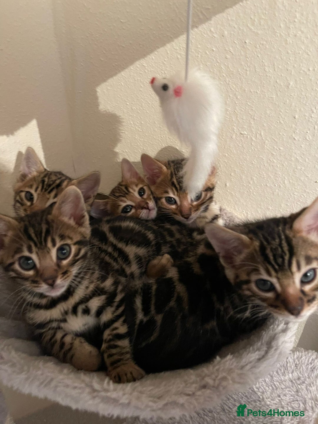 Bengal cats for sale: 5 Outstanding bengal kittens ready for a family  - Advert 33