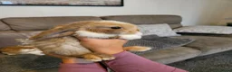 Mini Lop rabbits for sale: Mini lop baby bunnies for sale  - Advert 6