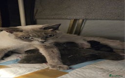 British Shorthair cats for sale: Blue British Shorthairs to reserve - Image 8