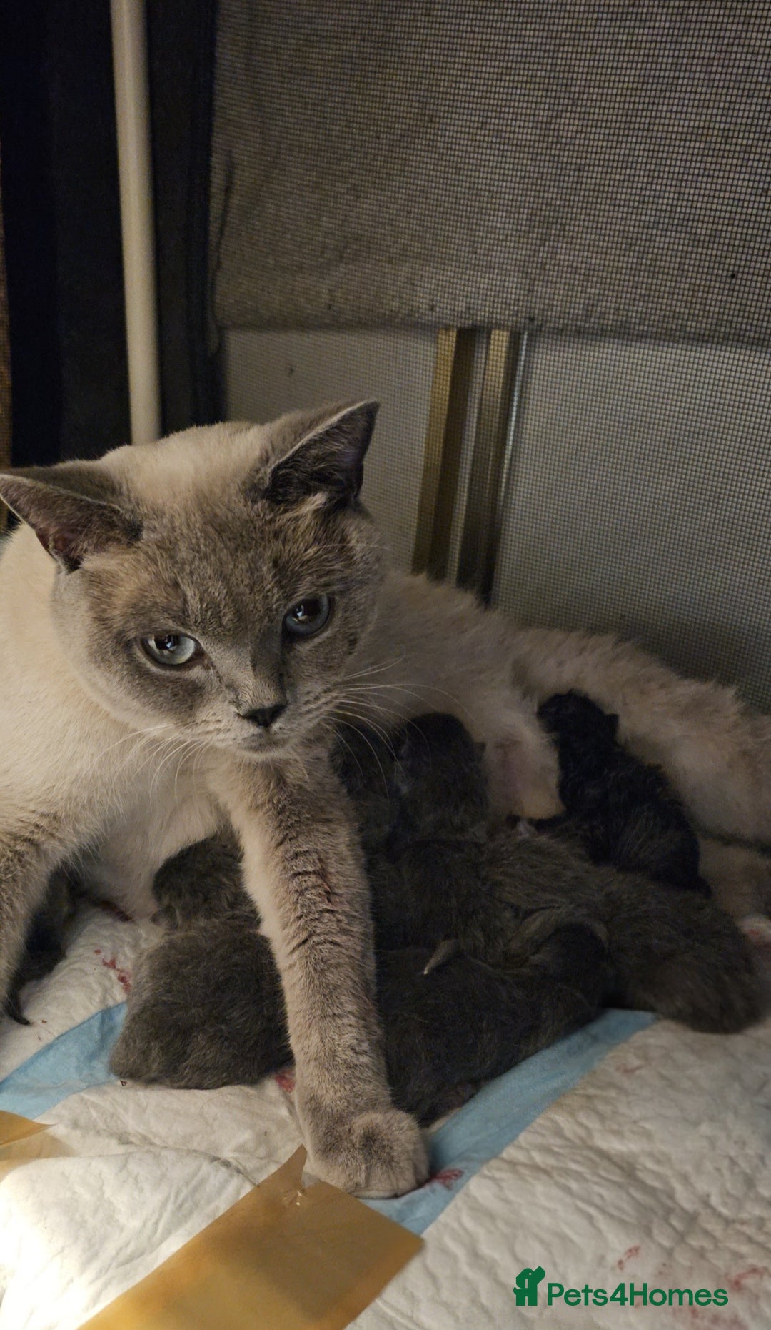 British Shorthair cats for sale: Blue British Shorthairs to reserve - Image 8