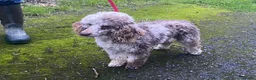 Goldendoodle dogs for sale: Gorgeous Goldendoodle pups - Advert 6