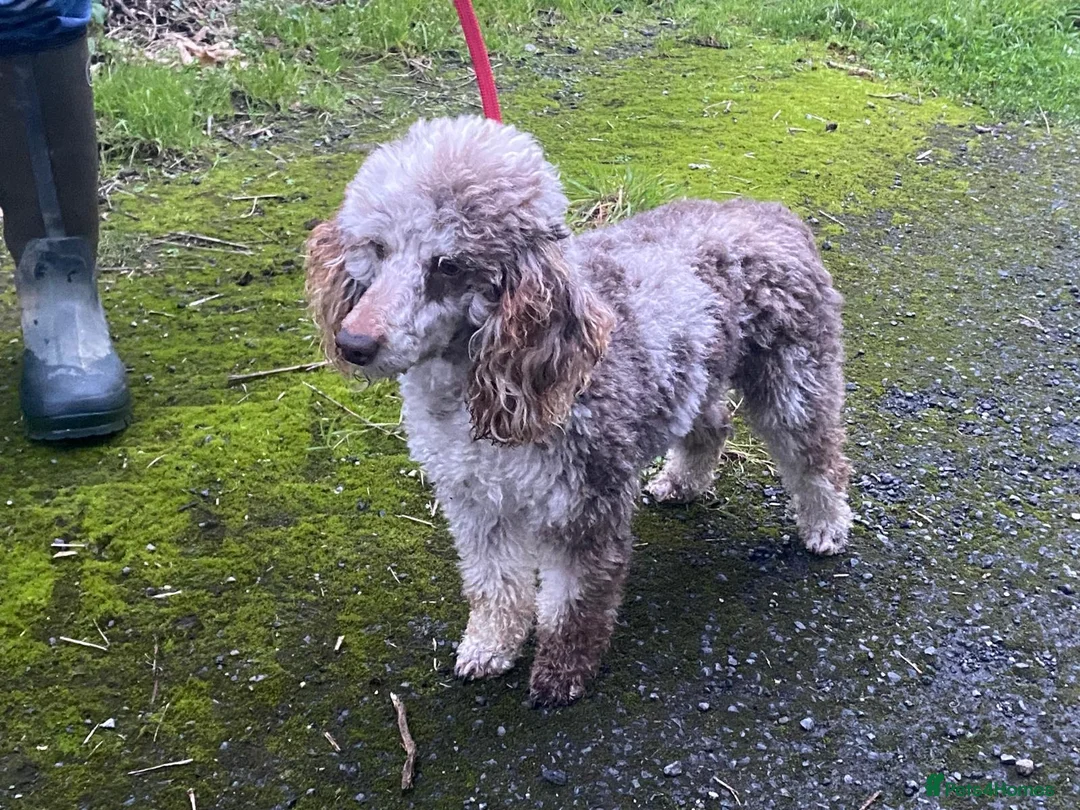 Goldendoodle dogs for sale: Gorgeous Goldendoodle pups - Advert 6