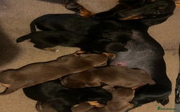 Mixed Breed dogs for sale: Dachshund x border collie - Image 5