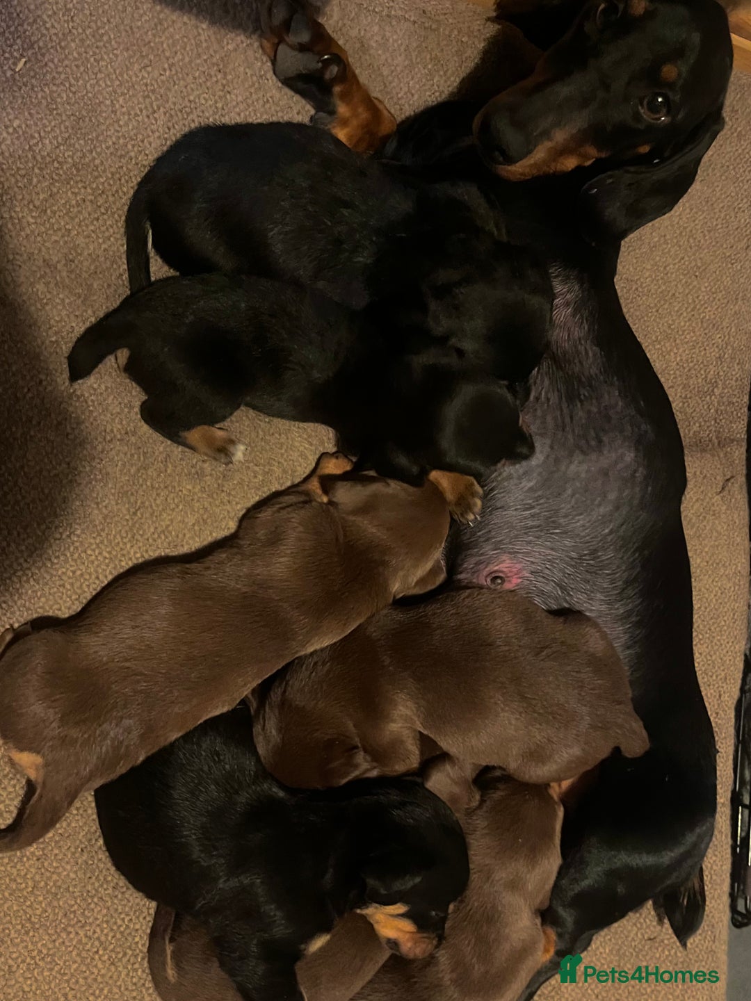Mixed Breed dogs for sale: Dachshund x border collie - Image 5