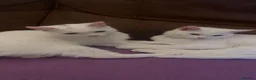 Turkish Angora cats for sale: 2 white cats - Advert 2