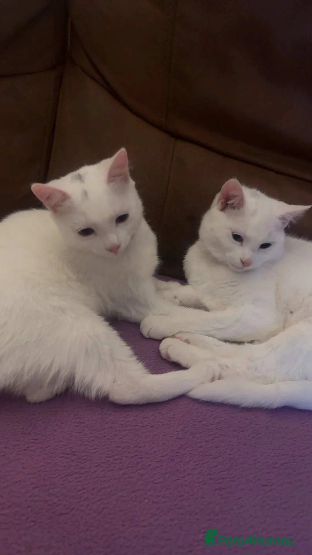Turkish Angora cats for sale: 2 white cats - Advert 2
