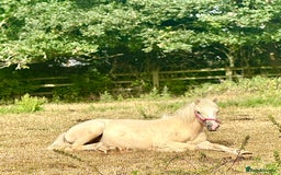 Welsh Section D horses for sale: 18 month old palomino filly - Image 5
