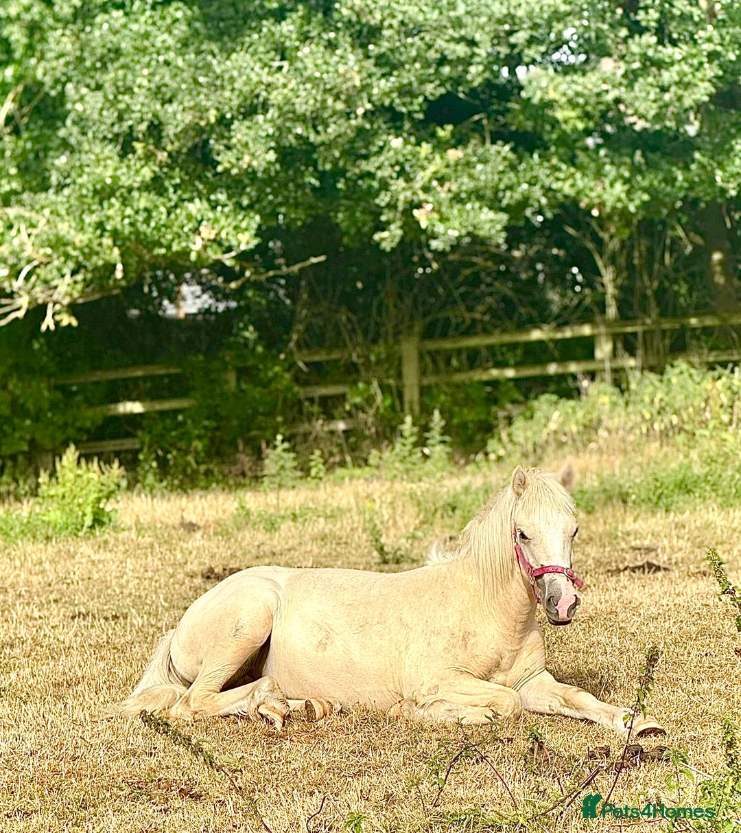 Welsh Section D horses for sale: 18 month old palomino filly - Image 5