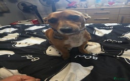 Mixed Breed dogs for sale: Jack Russell terrier x - Image 2