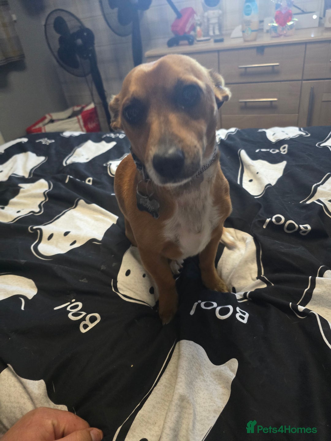 Mixed Breed dogs for sale: Jack Russell terrier x - Image 2