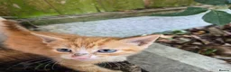 Mixed Breed cats for sale: Adorable Kittens for Sale – 3 Boys, 2 Girls in London - Advert 27