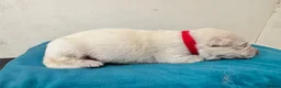 German Shepherd dogs for sale: EXCEPTIONAL WHITE GERMAN SHEPHERD PUPPIES FOR SALE - Advert 8
