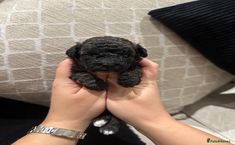 Toy Poodle dogs - Advert 2