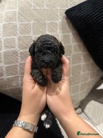 Toy Poodle dogs - Advert 14