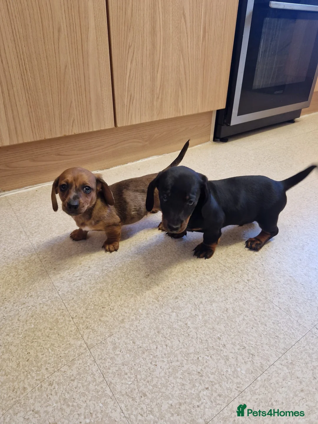 Miniature Dachshund dogs for sale: Miniature chocolate dapple black tan dachshund - Advert 1