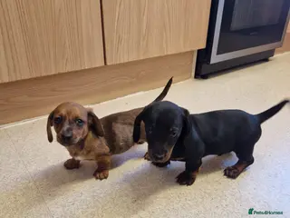 Miniature Dachshund dogs Miniature chocolate dapple black tan dachshund - Advert 5
