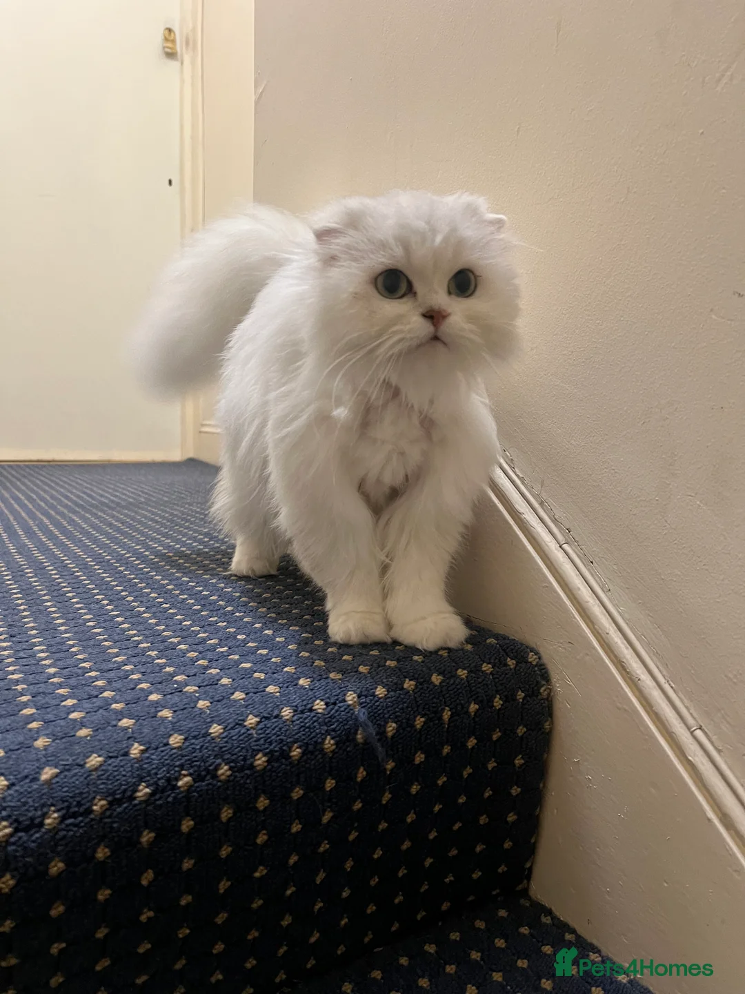 Scottish Fold cats for sale: Stunning Scottish Fold Girl - Advert 4