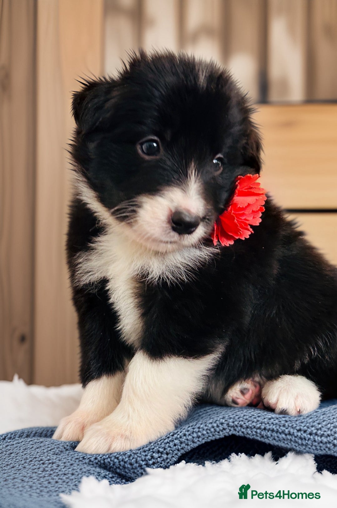 Border Collie dogs for sale: ❗️5⭐️ KC DNA tested champions LAST❗️border collie  - Advert 4