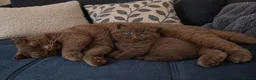 British Shorthair cats for sale: Adorable cinnamon British shorthair kittens - Advert 8